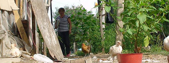 No norte de Pequim, galinhas do o tom do meio rural